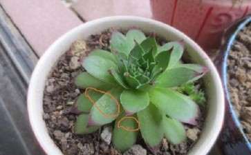 我买了五十几颗多肉 为什么没见有虫