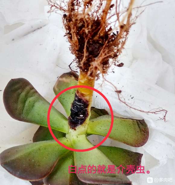 为什么只有红覆轮多肉有介壳虫