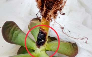 为什么只有红覆轮多肉有介壳虫 图片