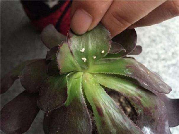为什么上海大邱的多肉有蚧壳虫