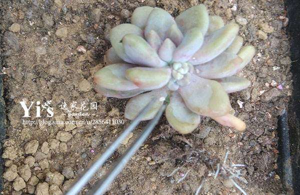 为什么上海大邱的多肉有蚧壳虫