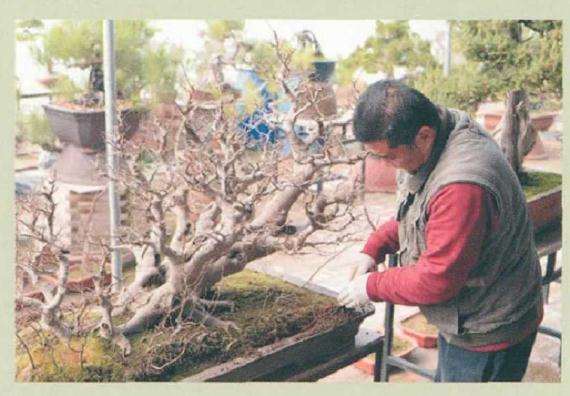 树石盆景《金戈铁马》怎么制作的详解