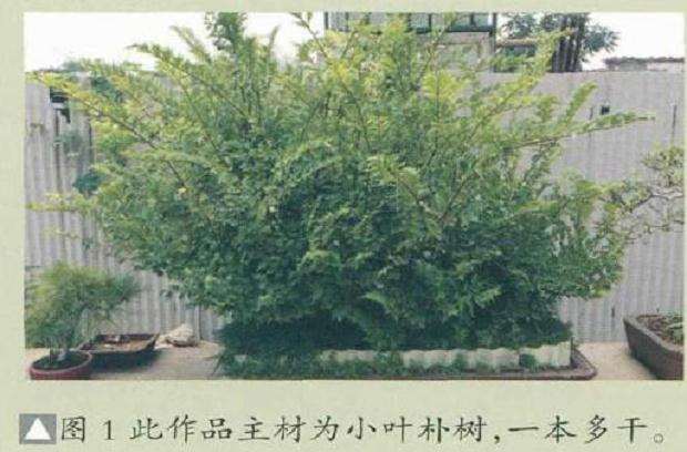 图解 树石盆景《金戈铁马》怎么制作的