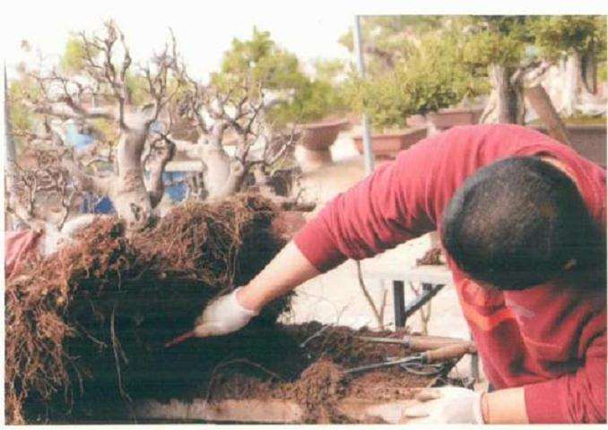 图解 树石盆景《金戈铁马》怎么制作的