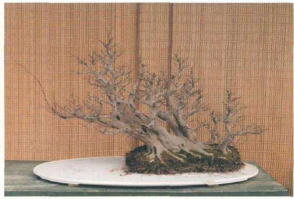 图解 树石盆景《金戈铁马》怎么制作的