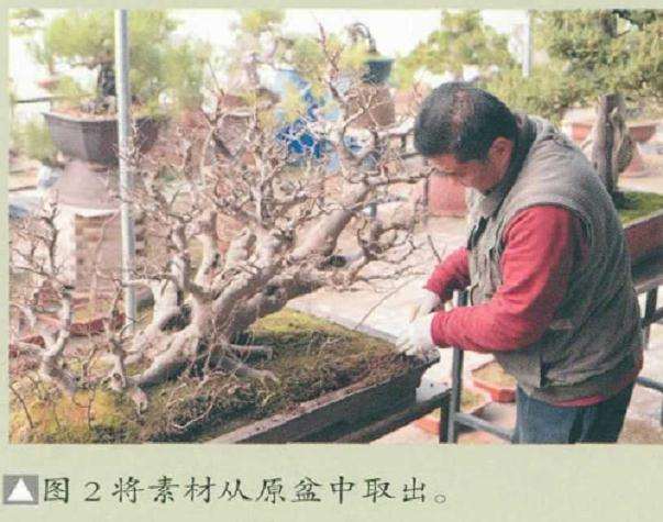 图解 树石盆景《金戈铁马》怎么制作的