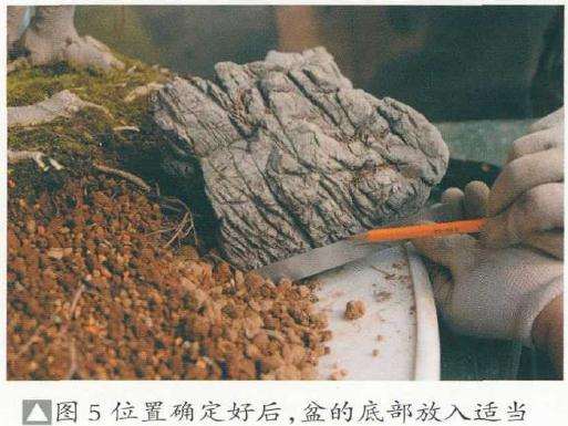 图解 树石盆景《金戈铁马》怎么制作的