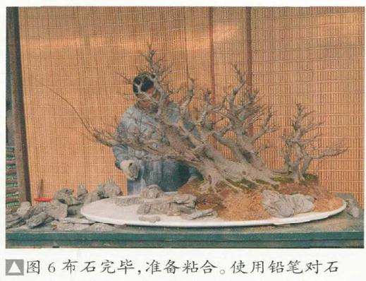图解 树石盆景《金戈铁马》怎么制作的