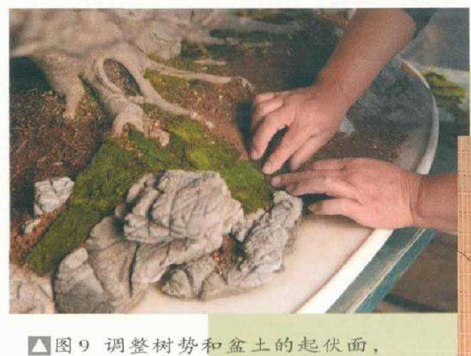 图解 树石盆景《金戈铁马》怎么制作的