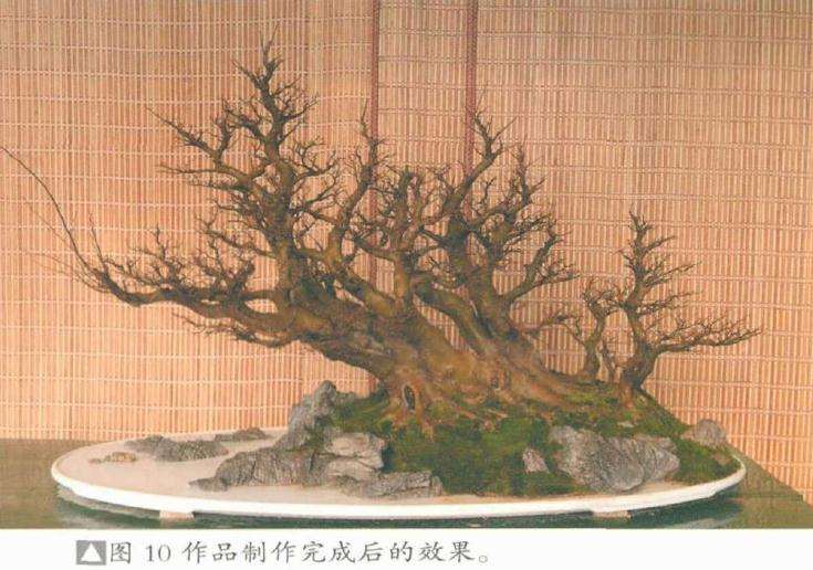 图解 树石盆景《金戈铁马》怎么制作的