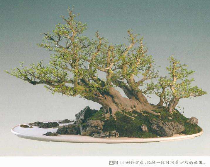 图解 树石盆景《金戈铁马》怎么制作的