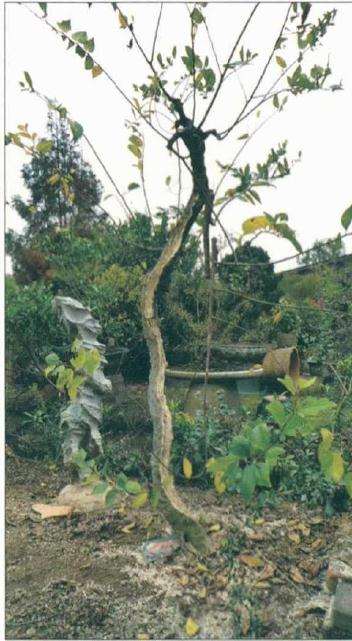 图解 怎么制作相思附石盆景的方法