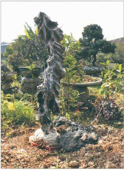 图解 怎么制作相思附石盆景的方法