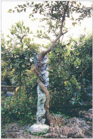 图解 怎么制作相思附石盆景的方法