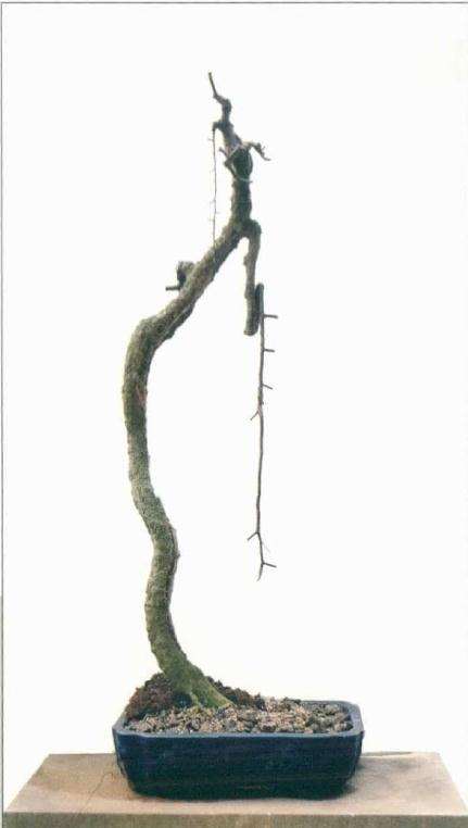 图解 怎么制作相思附石盆景的方法