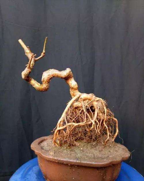 盆景地培苗怎么制作