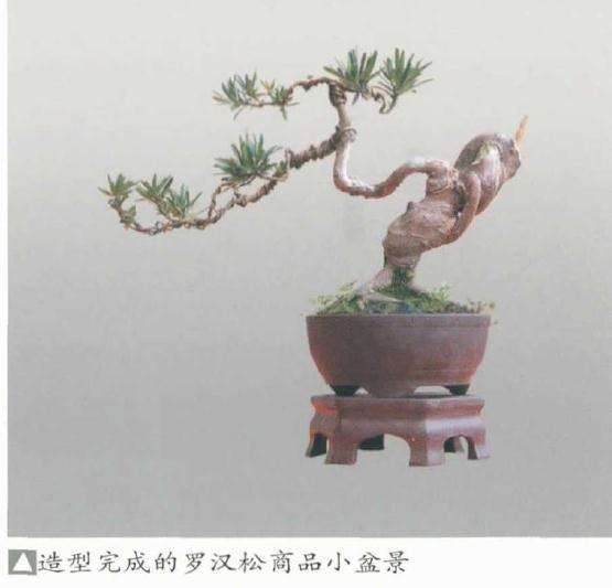 小盆景素材苗怎么制作的5个方法