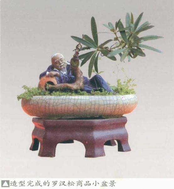 小盆景素材苗怎么制作的5个方法