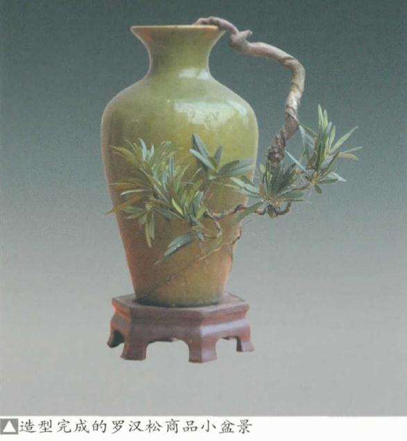 小盆景素材苗怎么制作的5个方法