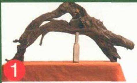 罗汉松盆景怎么靠接的方法