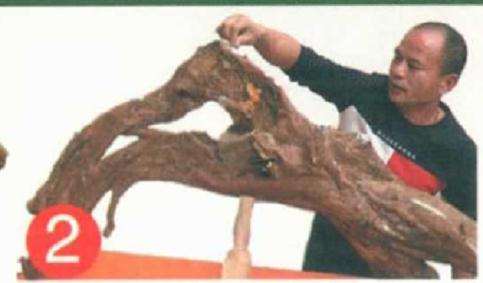 罗汉松盆景怎么靠接的方法