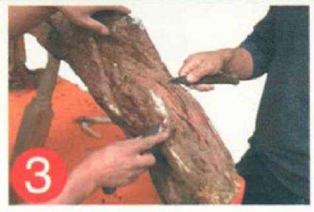 罗汉松盆景怎么靠接的方法