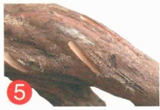 罗汉松盆景怎么靠接的方法