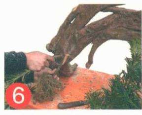 罗汉松盆景怎么靠接的方法