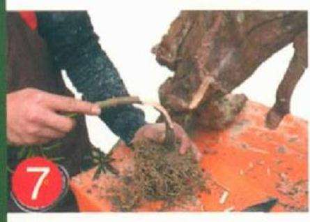 罗汉松盆景怎么靠接的方法