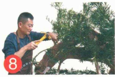 罗汉松盆景怎么靠接的方法