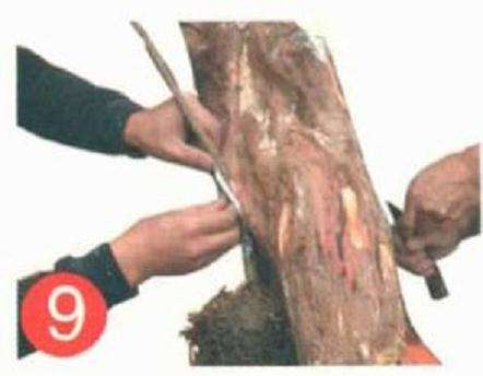 罗汉松盆景怎么靠接的方法