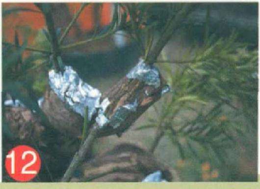 罗汉松盆景怎么靠接的方法