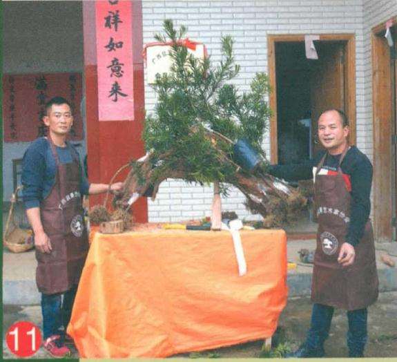 罗汉松盆景怎么靠接的方法