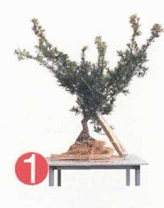 盆景地培苗怎么制作的过程