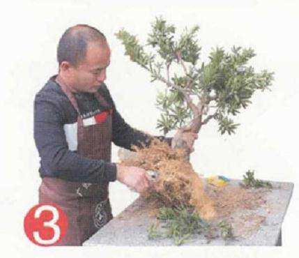 盆景地培苗怎么制作的过程