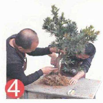 盆景地培苗怎么制作的过程