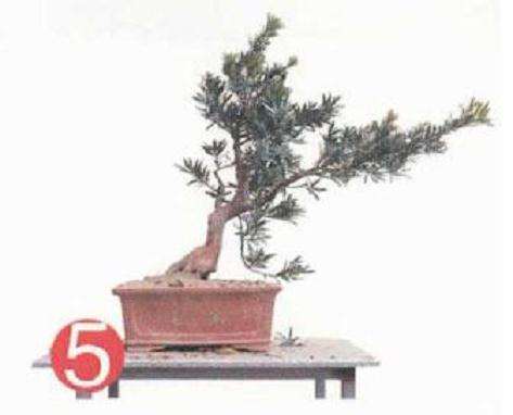 盆景地培苗怎么制作的过程