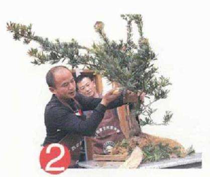 盆景地培苗怎么制作的过程