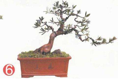 盆景地培苗怎么制作的过程