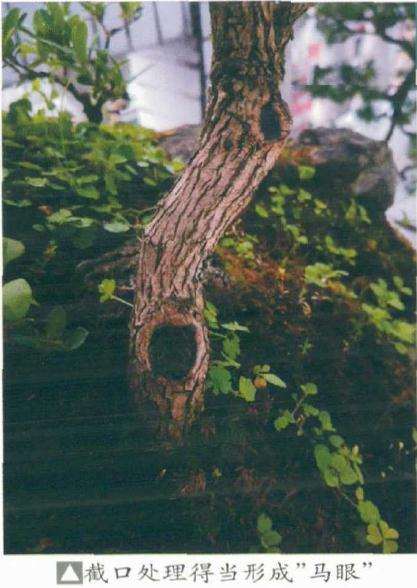 黄杨盆景怎么养护造型的方法