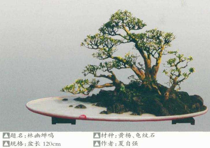 黄杨盆景怎么养护造型的方法