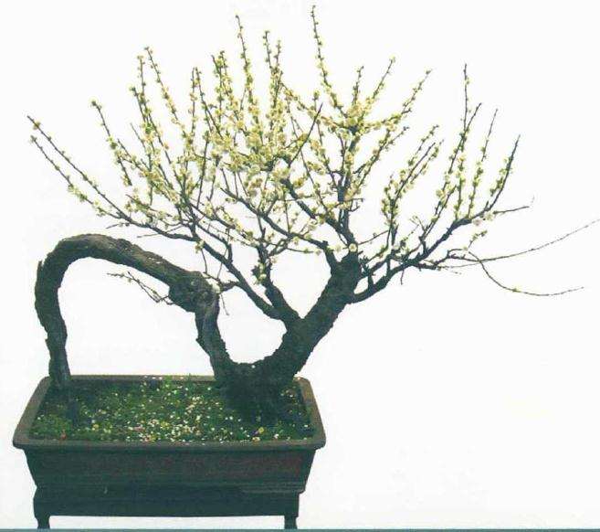 梅花盆景作品赏