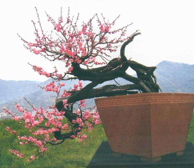 梅花盆景作品赏