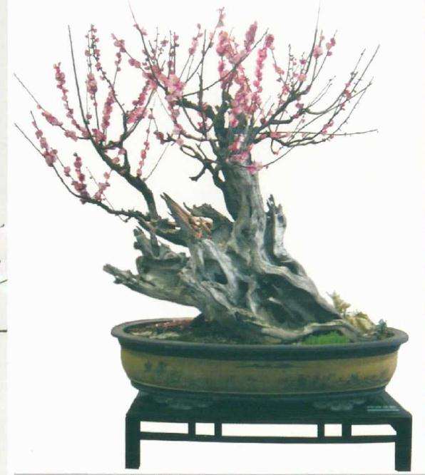 梅花盆景作品赏