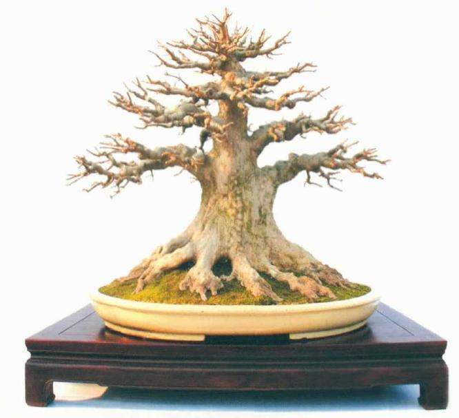 刘传富盆景作品欣赏