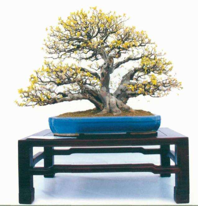 刘传富盆景作品欣赏