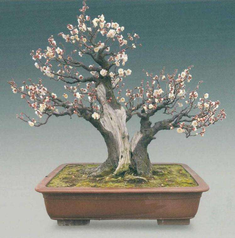 刘传富盆景作品欣赏