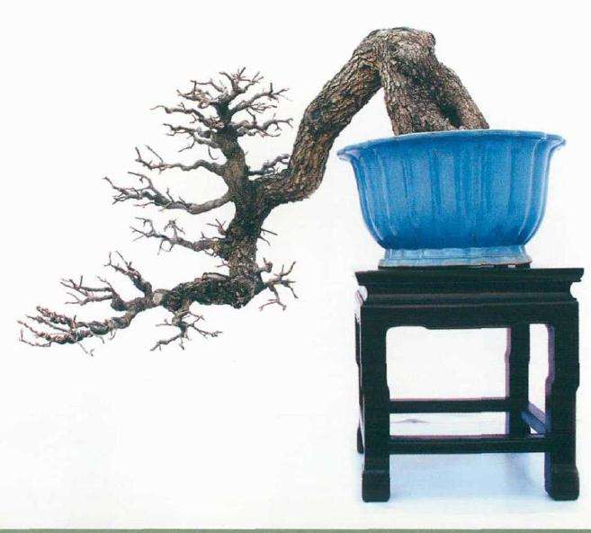 刘传富盆景作品欣赏