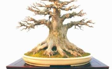 2020年 刘传富盆景作品欣赏