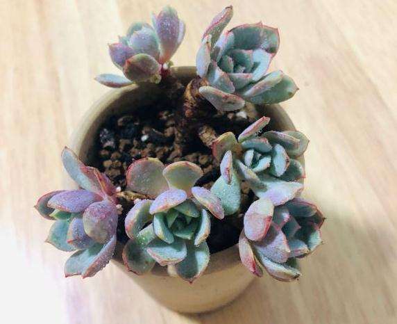 上海阳台多肉怎么度夏的方法